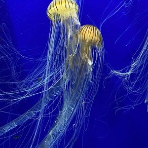 Meet your Posher, Marjorie